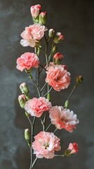 Peach carnation flowers with buds on branches