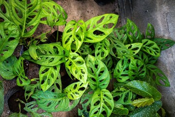 Close-up of Monstera adansonii leaf with natural holes © Jimmy