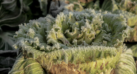 Frozen vegetables on a cold winter sunny early morning