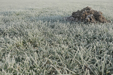 Mole sign over a frozen meadow in a sunny winter morning