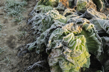 Frozen vegetables on a cold winter sunny early morning