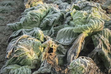 Frozen vegetables on a cold winter sunny early morning