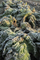 Frozen vegetables on a cold winter sunny early morning