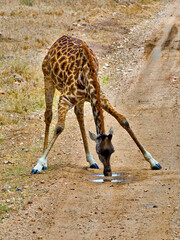 A giraffe drinking water from a puddle