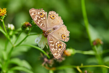 Close-up of butterfly pollinating on flower