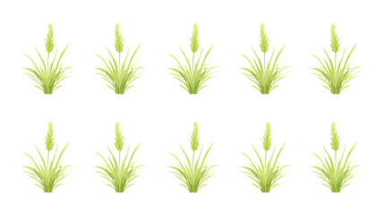 Fototapeta premium Green grass blades isolated on white background