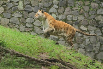 Obraz premium A bengal tiger was seen jumping up on a mound during the day