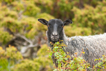 The Gute (Gutefår) is a landrace-based breed of domestic sheep native to the Swedish island of Gotland. Gute sheep standing amung junipers and looking to the camera © Kersti Lindström