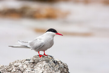Obraz premium A migratory tern species, Arctic tern, Sterna paradisaea standing on the rock