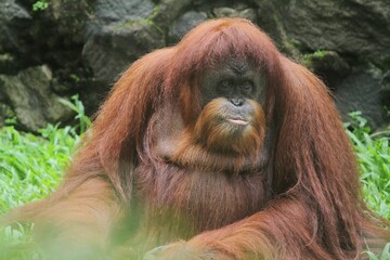 Obraz premium an orangutan sitting on the grass looking around