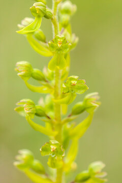 Beautiful green- flowered orchid, common twayblade (Neottia ovata) blooming in Estonian