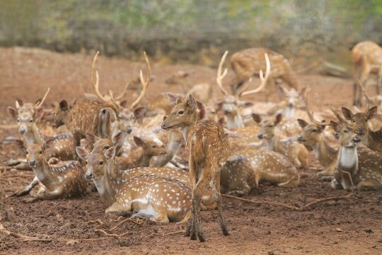 A crowd of axis deer can be seen resting in the field during the day.