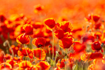 Obraz premium Beautiful large red poppies with evening light on red background