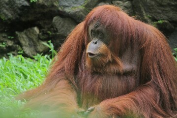 an orangutan sitting on the grass looking around