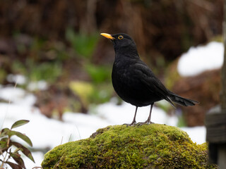 Fototapeta premium Amsel, Schwarzdrossel, Turdus merula