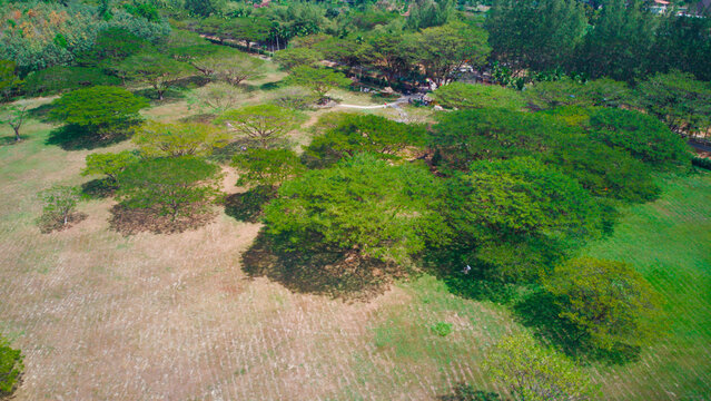 Chamchuri Tree Park in Bo Saen, Phang Nga, Thailand