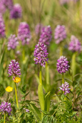 Obraz premium Military orchids, Orchis militaris blooming profusely on the meadow in Estonian nature, Europe