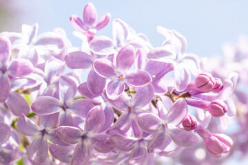 Obraz premium Light purple inflorescence of blooming lilac (Syringa vulgaris) during summer
