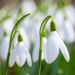 A close-up photo of white flowers with drooping petals