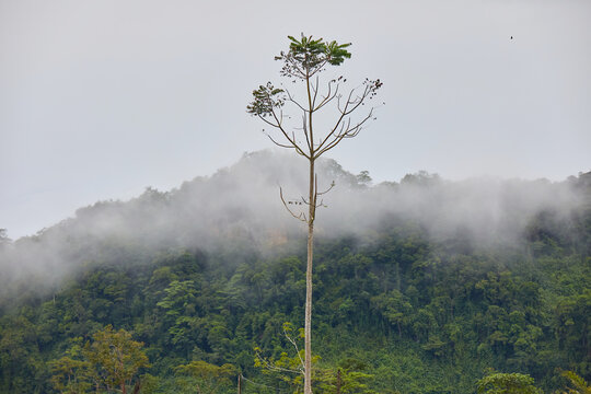 Lush Green Mountain Peak Shrouded in Morning Mist