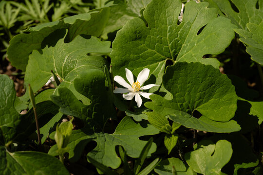 White bloodroot flower blooming among vibrant green forest leave
