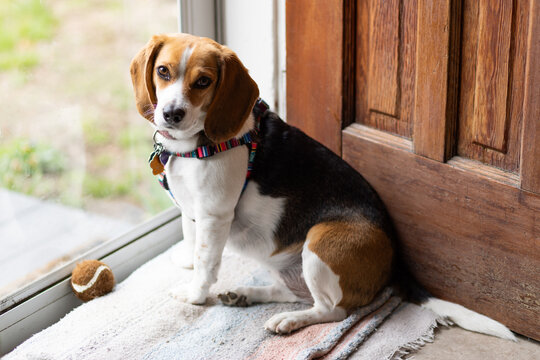 A beagle waits patiently in a doorway. She has a ball.