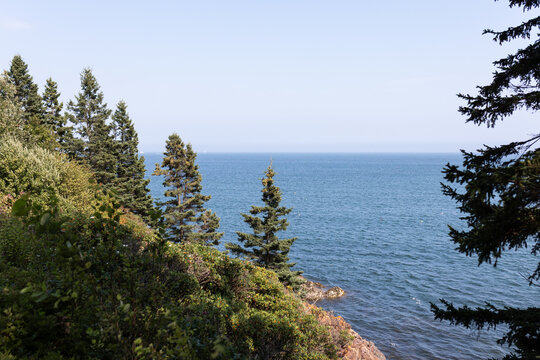 The ocean from a cliff walk with pine trees