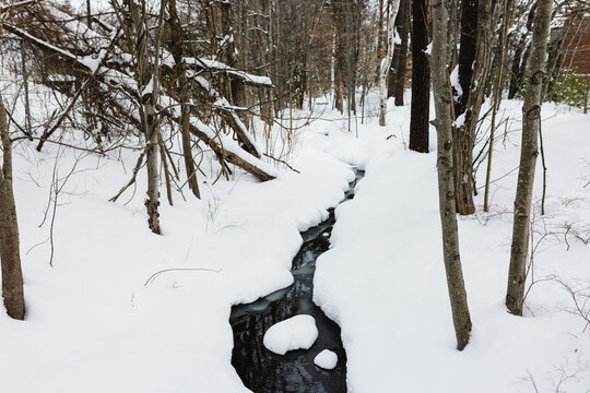 A snowy creek in the woods