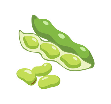 そら豆のベクターイラスト｜春の豆類・旬の食材（Broad Beans Vector Illustration）