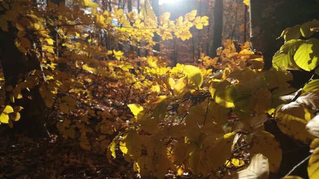 Dramatic Extreme Close-Up Of Autumn Forest Floor With Intense Golden Sun Flicker And Wind