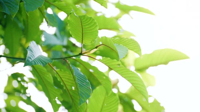 Kratom leaves Kratom sapling (Mitragyna speciose) green Is a type of drug. are a traditional herbal medicine for locals in Thailand.