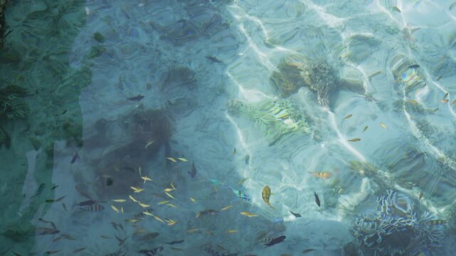School of tropical fish over shallow reef waters near Kanawa Island Indonesia, shimmering glistening surface