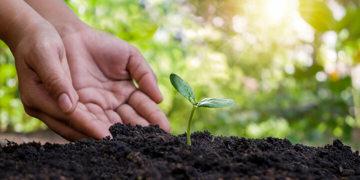 Tree or plant planted by gardener's hand and environmental care, ecology and environmental protection concept.