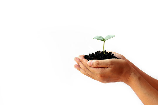 Hand holding plant on isolated white background.