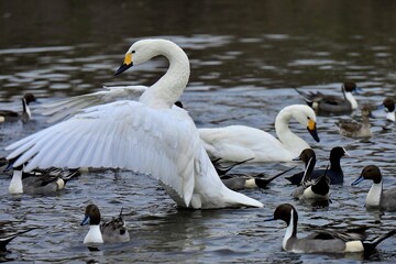 羽で鴨を威圧する白鳥 © もふいち