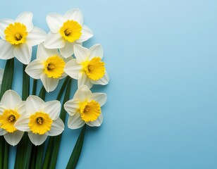Obraz premium white daffodils on a blue background. Spring floral background with space for text. Template for an Easter card or banner