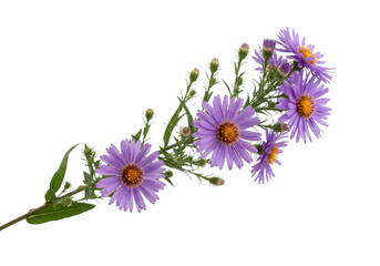 Sprig of purple aster flowers with buds isolated on transparent background
