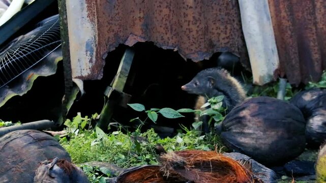 Curious mongoose peeking out from discarded items and natural debris in a cluttered environment