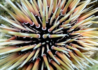 Philippines sea life