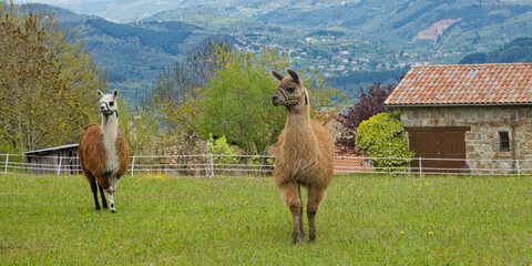 Deux lamas dans un enclos © Hervé Rouveure