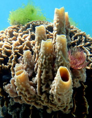 Philippines sea life