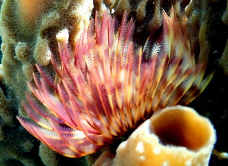 Philippines sea life