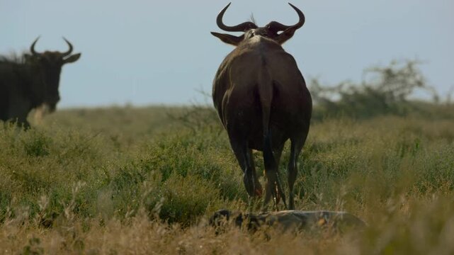 A newborn wild maned calf struggles to stand on its own two feet.
