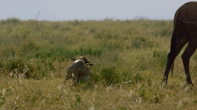 A newborn wild maned calf struggles to stand on its own two feet.