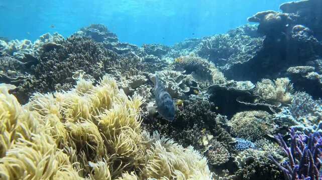 leopard coral grouper (Plectropomus leopardus) swimming over colorful Reef spaghetti corals (Pocillopora damicornis )