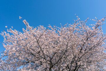 日本の春の風景　桜