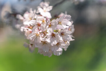 日本の春の風景　桜