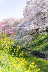 日本の春の風景　桜
