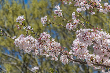 日本の春の風景　桜