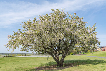 日本の春の風景　桜